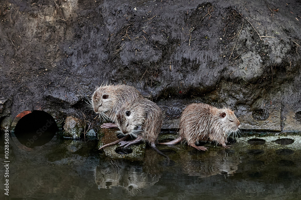 A nutria takes a swim near the edge of the river, while another nutria rests on the bank.