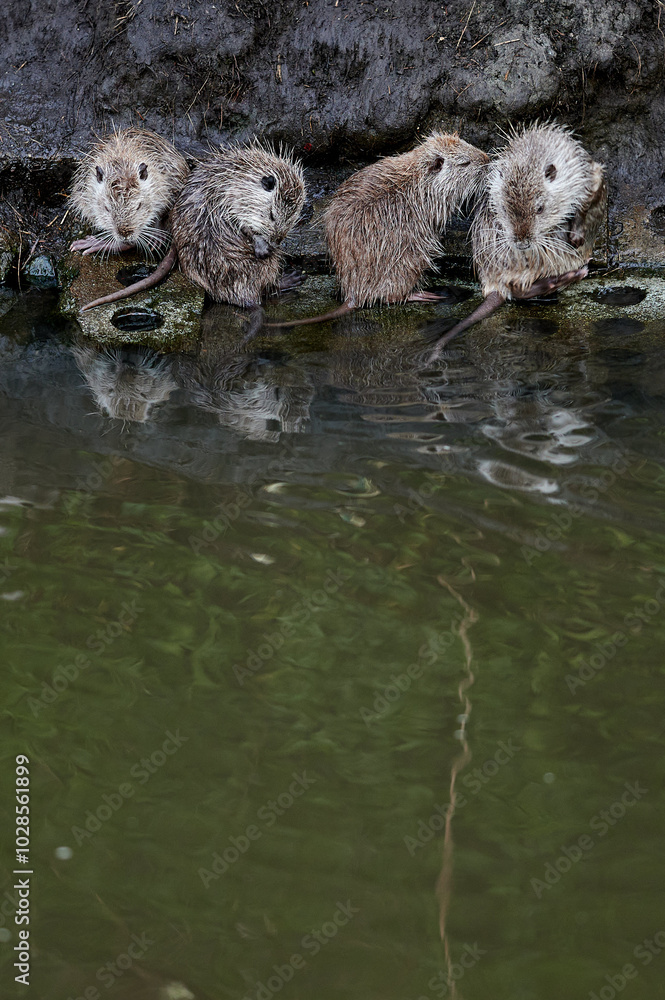 Group of nutria sit on the riverbank, grooming each other and interacting naturally. The muddy bank and reflections on the water create a scene that emphasizes their social behavior in the wild.