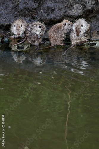 Obraz na płótnie Group of nutria sit on the riverbank, grooming each other and interacting naturally. The muddy bank and reflections on the water create a scene that emphasizes their social behavior in the wild. w salonie
