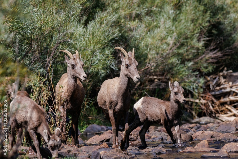 Group of bighorn sheep, including adults and juveniles, walking through a rocky stream in a forest Group of bighorn sheep, including adults and juveniles, walking through a rocky stream in a forest