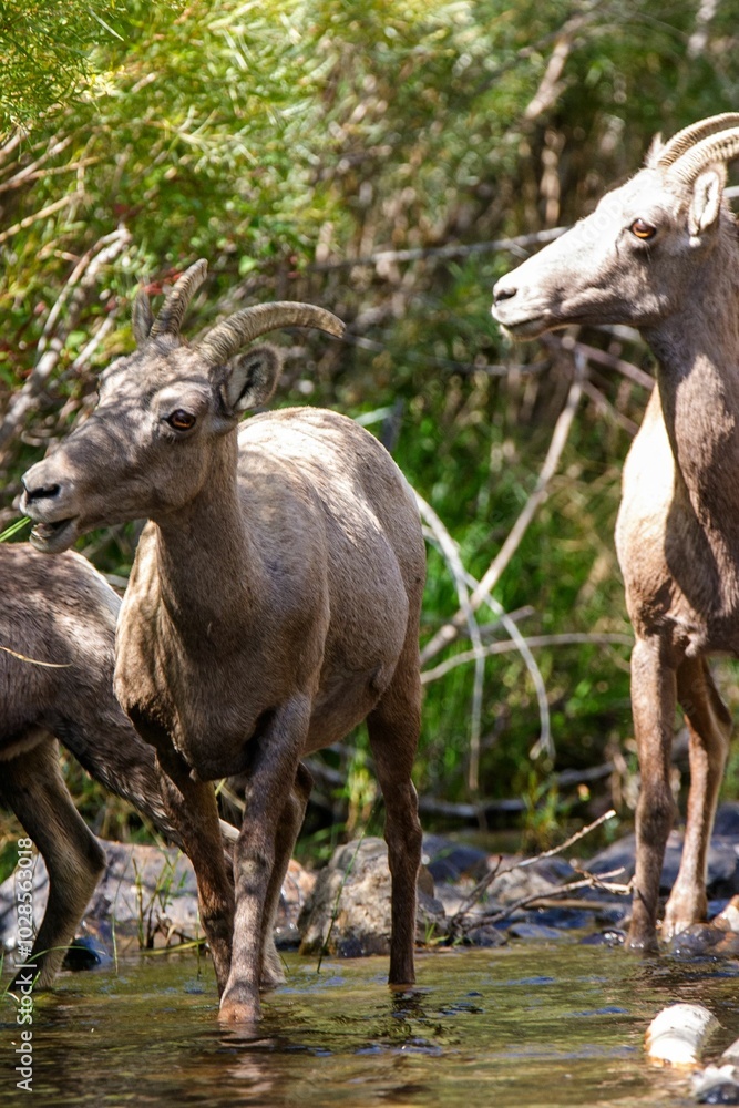 Group of bighorn sheep standing in a shallow stream surrounded by lush greenery Group of bighorn sheep standing in a shallow stream surrounded by lush greenery