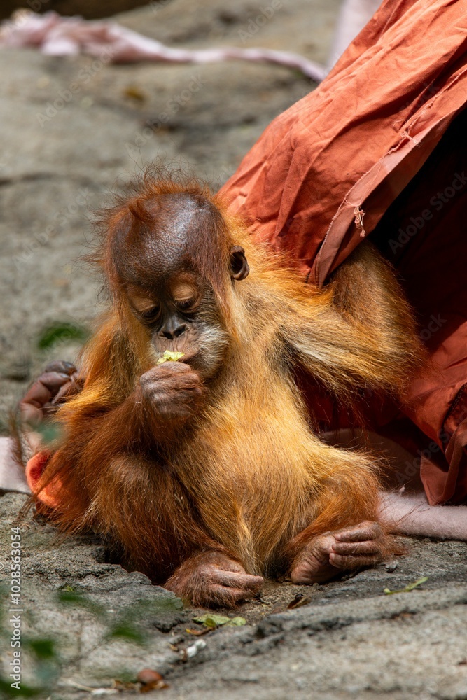 Naklejka premium Young orangutan sitting on the ground, eating, with a piece of fabric draped over its back