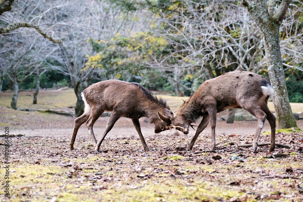 Deer head-butting contest in a forest during autumn. Deer head-butting contest in a forest during autumn.