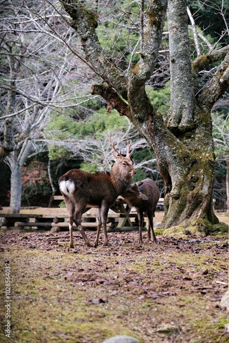 Deer under a tree in a forest