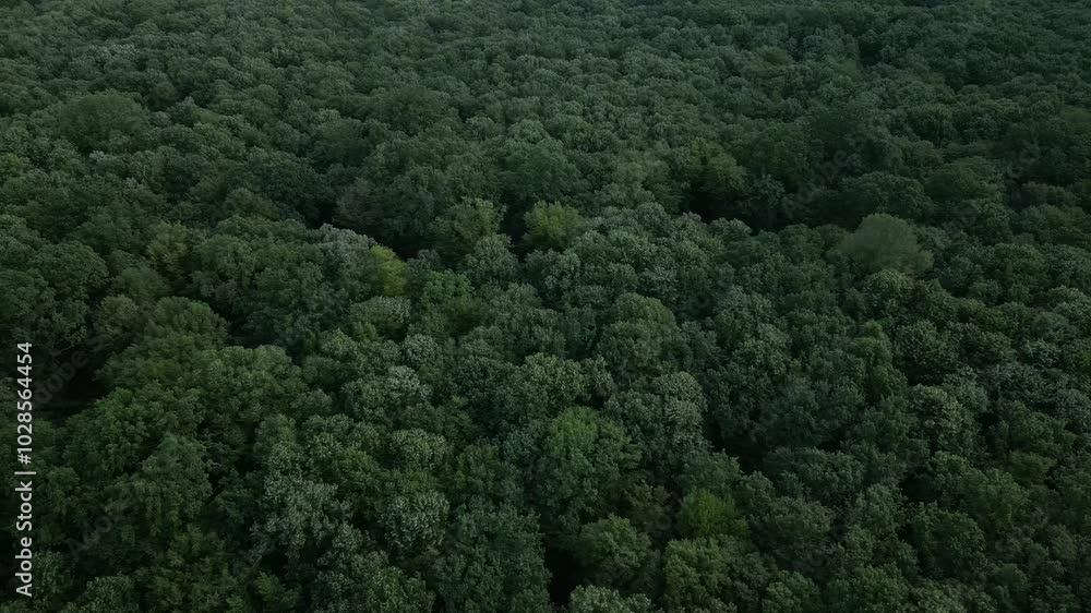 Drone view of dense green forested landscape Drone view of dense green forested landscape
