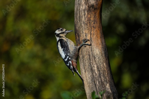 Woodpecker perched on a tree trunk in a forest