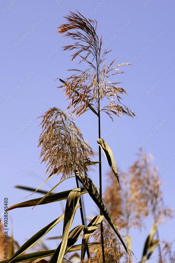 Phragmites Australis, Common Reed, in Autumn