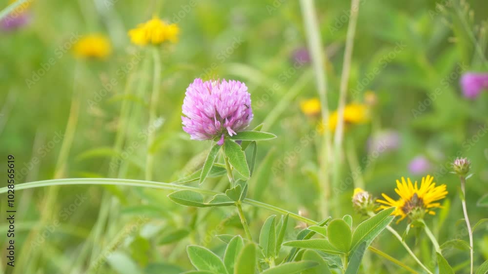 Red wild meadow clover trifolium on a natural background Red wild meadow clover trifolium on a natural background