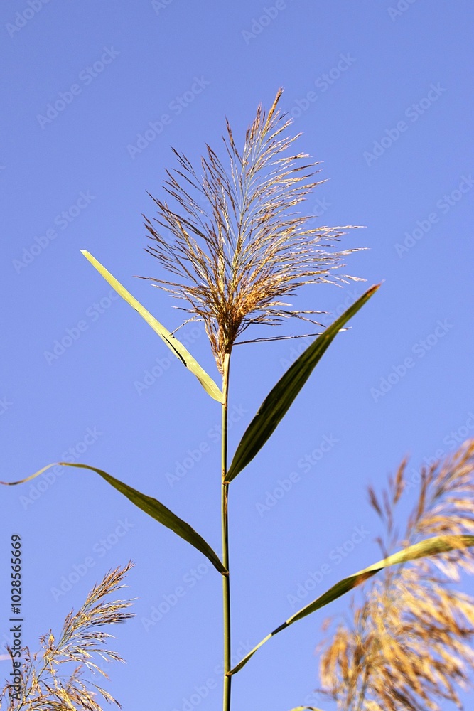 Phragmites Australis, Common Reed, in Autumn