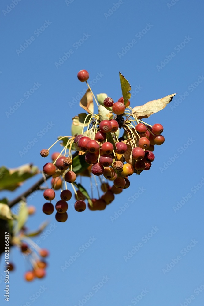 Crabapple and Wild Apple Tree