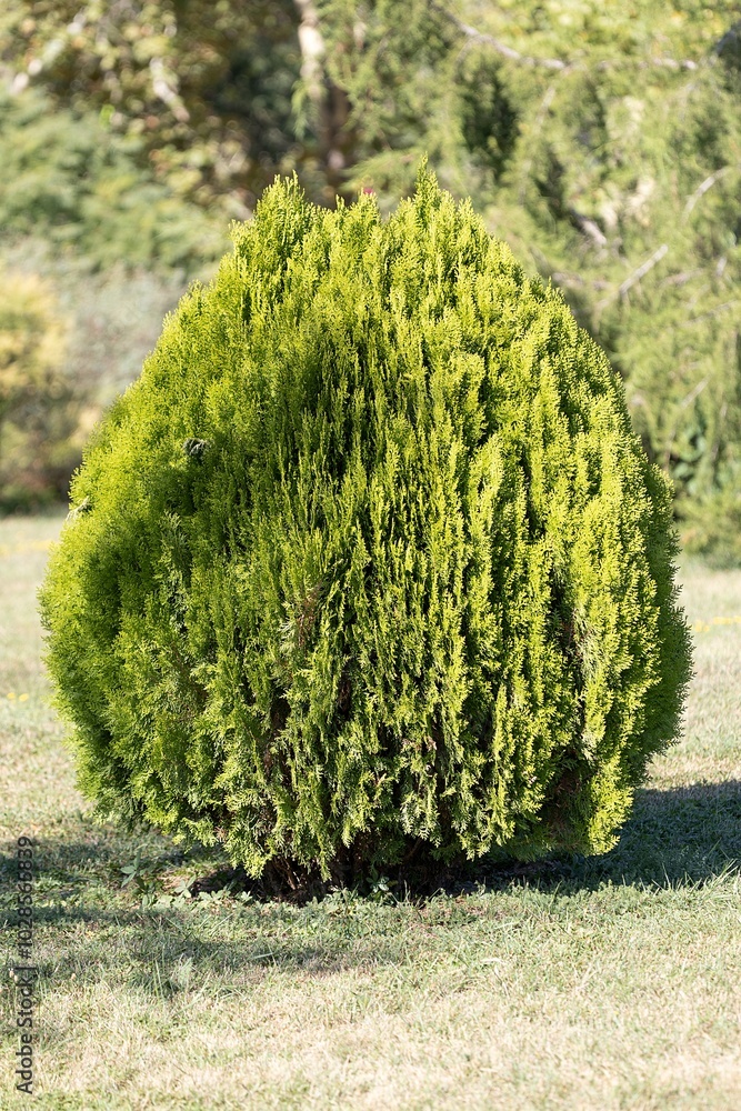 Thuja Orientalis, Aurea Nana, Golden-Yellow, Dwarf Conifer