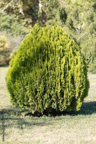 Obraz na płótnie Thuja Orientalis, Aurea Nana, Golden-Yellow, Dwarf Conifer w salonie