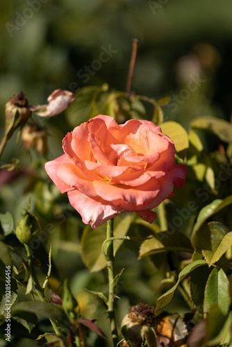 Obraz na płótnie The Bloom of Rose in the Park w salonie