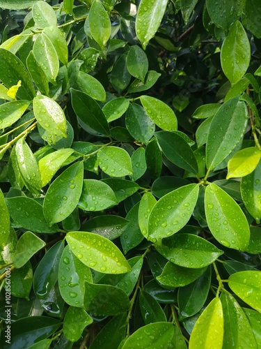 Wallpaper Mural Beautiful droplets of transparent rain water on a green leaf macro. Drops of dew in the morning glow in the sun. Beautiful leaf texture in nature. Natural background.  Torontodigital.ca