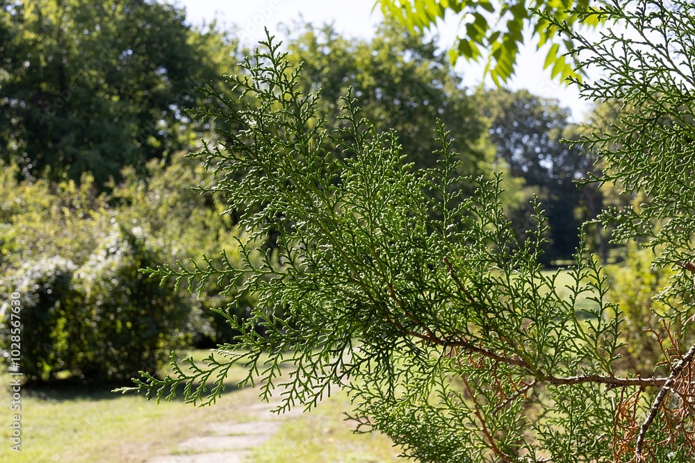Thuja Orientalis. Tree Garden Nature