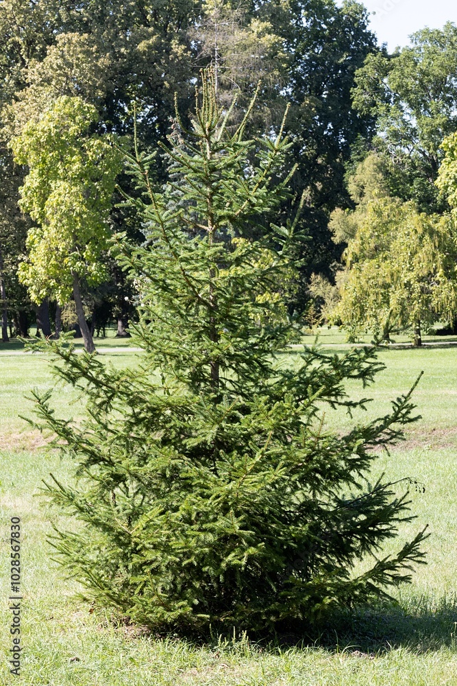 Picea Abies. The European Spruce