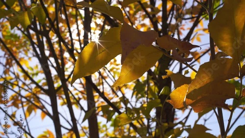 Autumn orange leaves on a branch with a glimpse of the sun in the form of a star, swaying in the breeze. Close-up of yellow leaves of a shrub illuminated by the sun from behind.