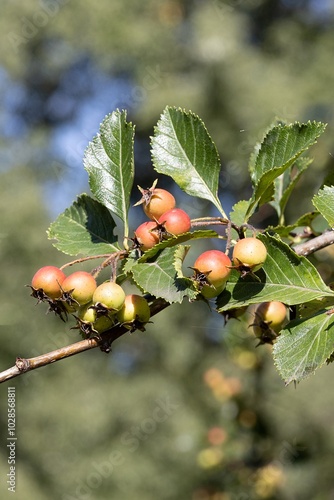 Hawthorn Bush. Hawthorn Berries. Fruits