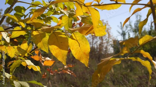 Yellow leaves on tree branches lit by the sun. Close-up. Golden autumn leaves swaying in the wind in October.