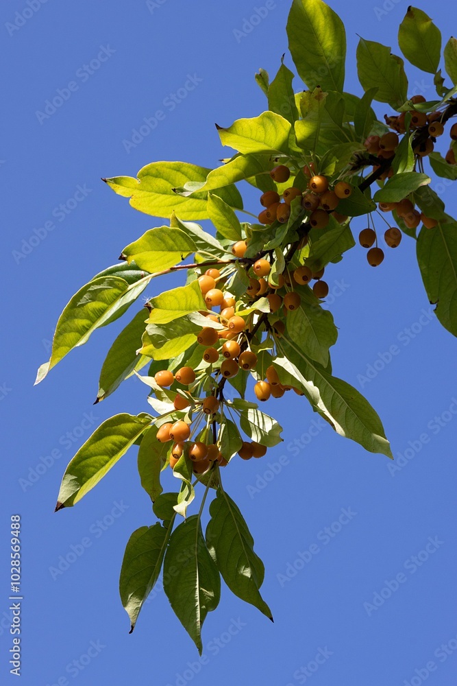 Pacific Crabapple Berries. Malus Fusca