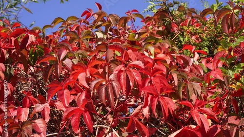Red leaves of Maiden vine or Virginia creeper on a hedge on a sunny day. Autumn leaves of Parthenocissus quinquefolia ornamental shrub swaying in the wind against blue sky.