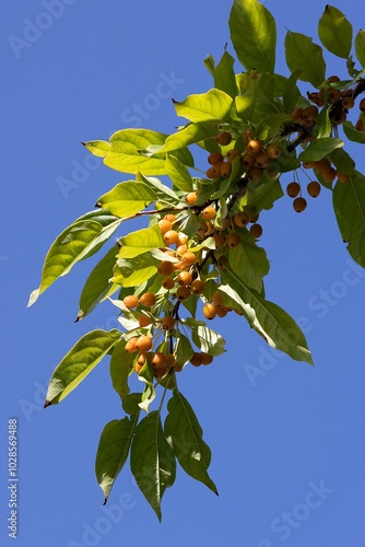 Obraz na płótnie Pacific Crabapple Berries. Malus Fusca w salonie
