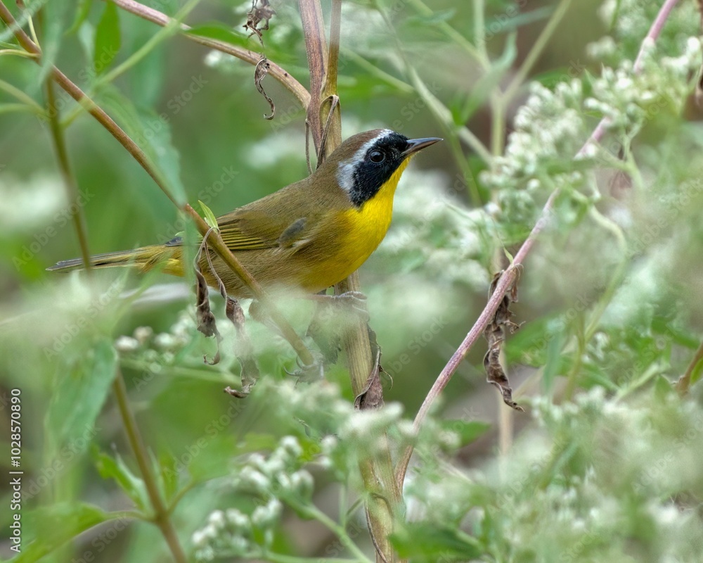 Fototapeta premium Common Yellowthroat Bird Perched on a Branch