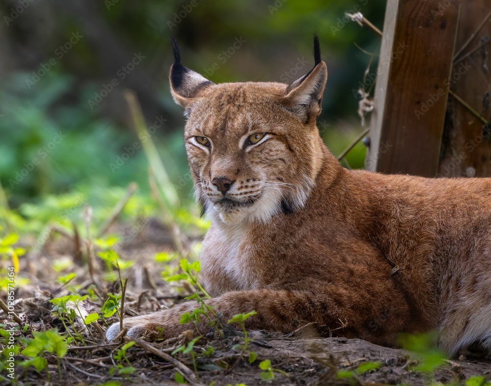 Obraz premium Close-up shot of a Eurasian lynx lying on the ground surrounded by greenery