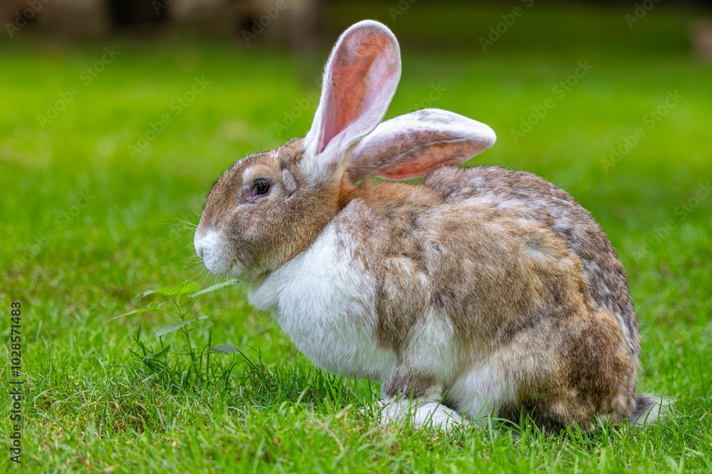 Close-up of a Flemish giant rabbit sitting on green grass in a garden Close-up of a Flemish giant rabbit sitting on green grass in a garden