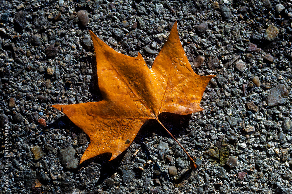 Autumn tree leaf on stone background Autumn tree leaf on stone background
