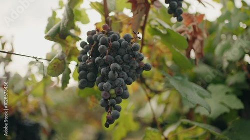 Wallpaper Mural bunch of dark grapes hanging on a vine in the vineyard. Minho Portugal Torontodigital.ca