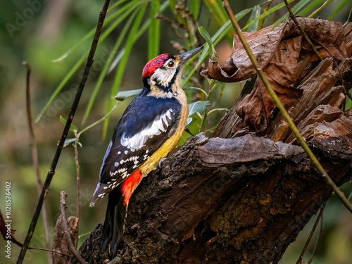 Himalayan woodpecker bird in Chopra Valley, Uttarakhand, India photo