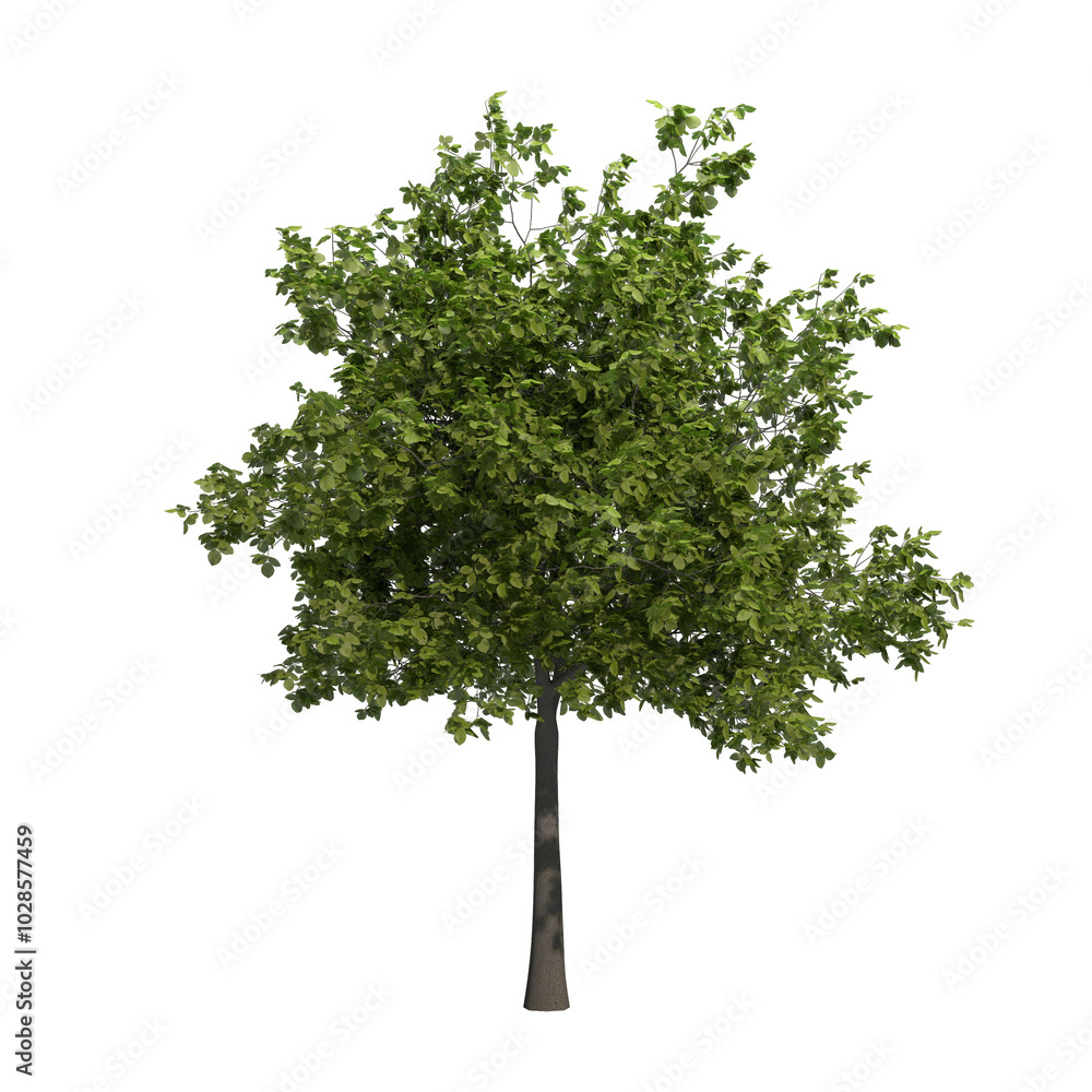 beech tree isolated on transparent png background - 3D Illustration beech tree isolated on transparent png background - 3D Illustration