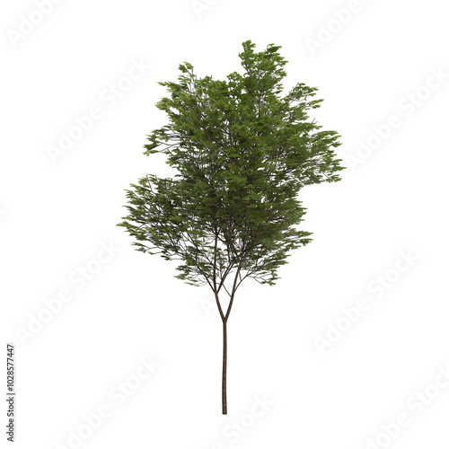 beech tree isolated on transparent png background - 3D Illustration
