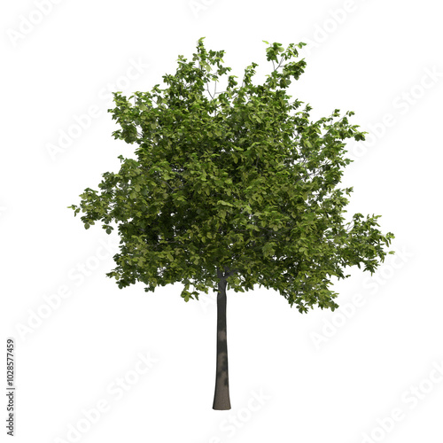 beech tree isolated on transparent png background - 3D Illustration