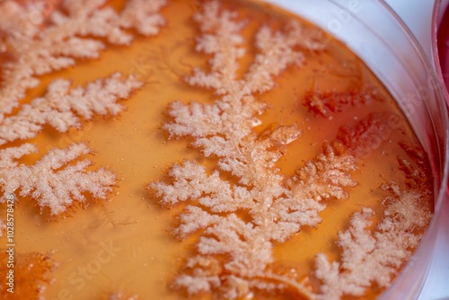 Fotografie Bacterial colony on agar plate with branching patterns