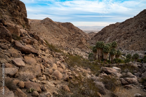 Rocky Desert Landscape with Palm Trees