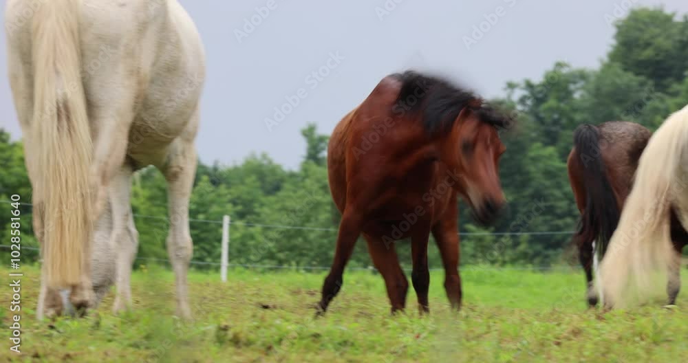 Landscape view of white and brown horses in the pasture with green trees in the background Landscape view of white and brown horses in the pasture with green trees in the background