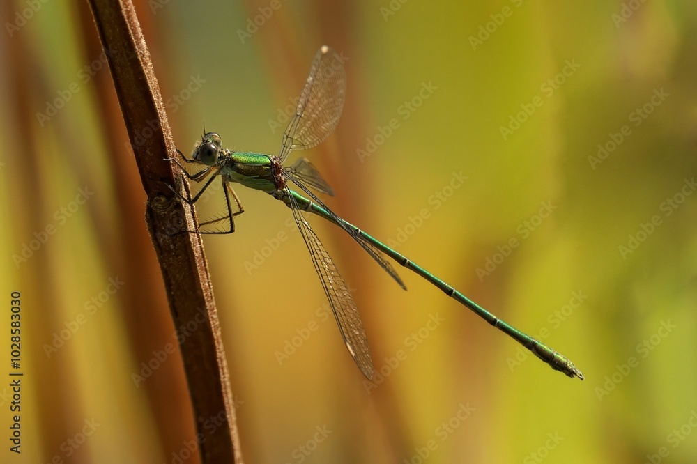 Green dragonfly on stem Green dragonfly on stem
