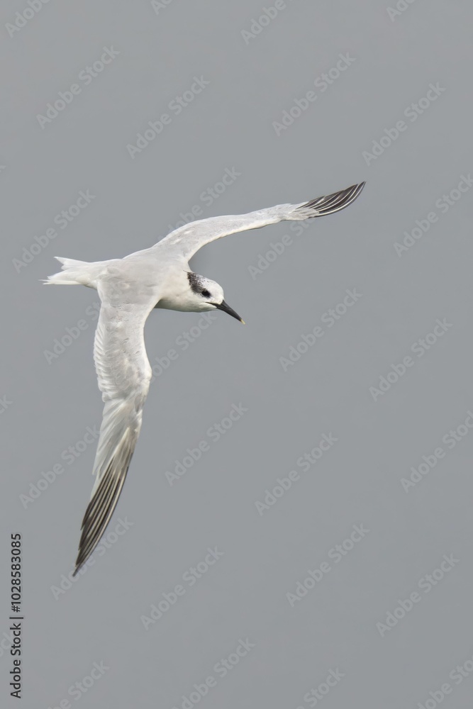 Obraz premium White seabird in flight against a gray background