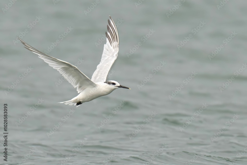 White seabird in flight over the ocean White seabird in flight over the ocean