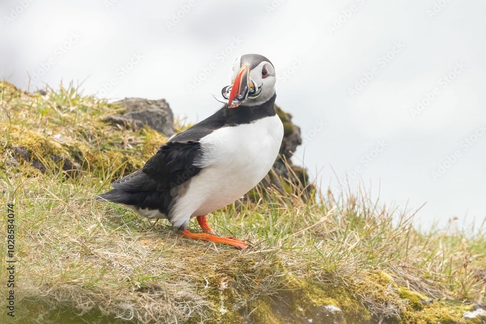Obraz premium Close-up of an Atlantic puffin standing on grassy terrain with a clear background.