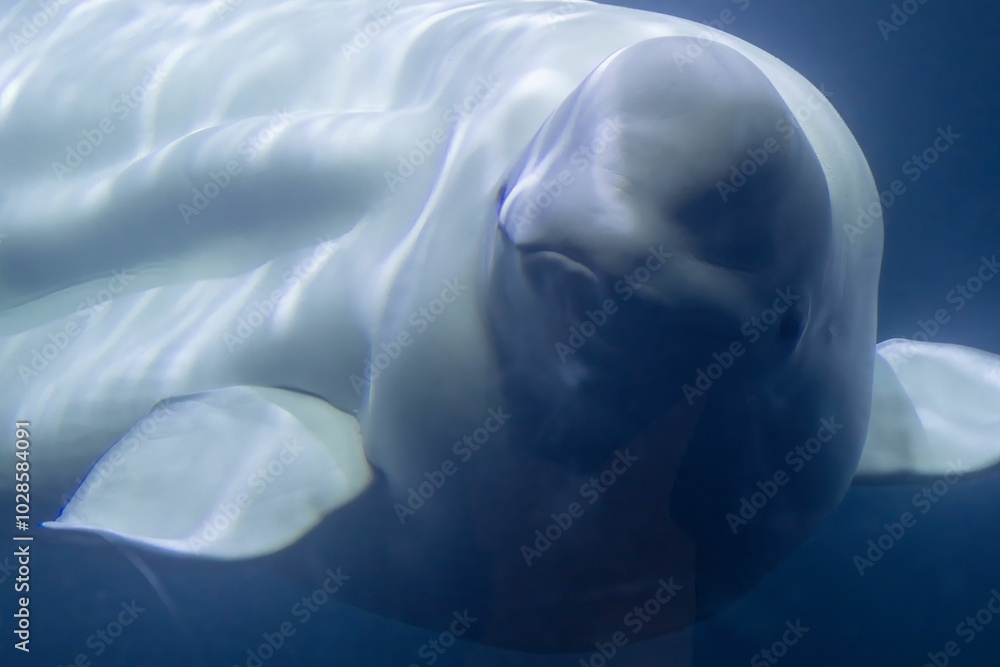 Fototapeta premium Close-up view of a beluga whale swimming underwater, with its smooth white skin