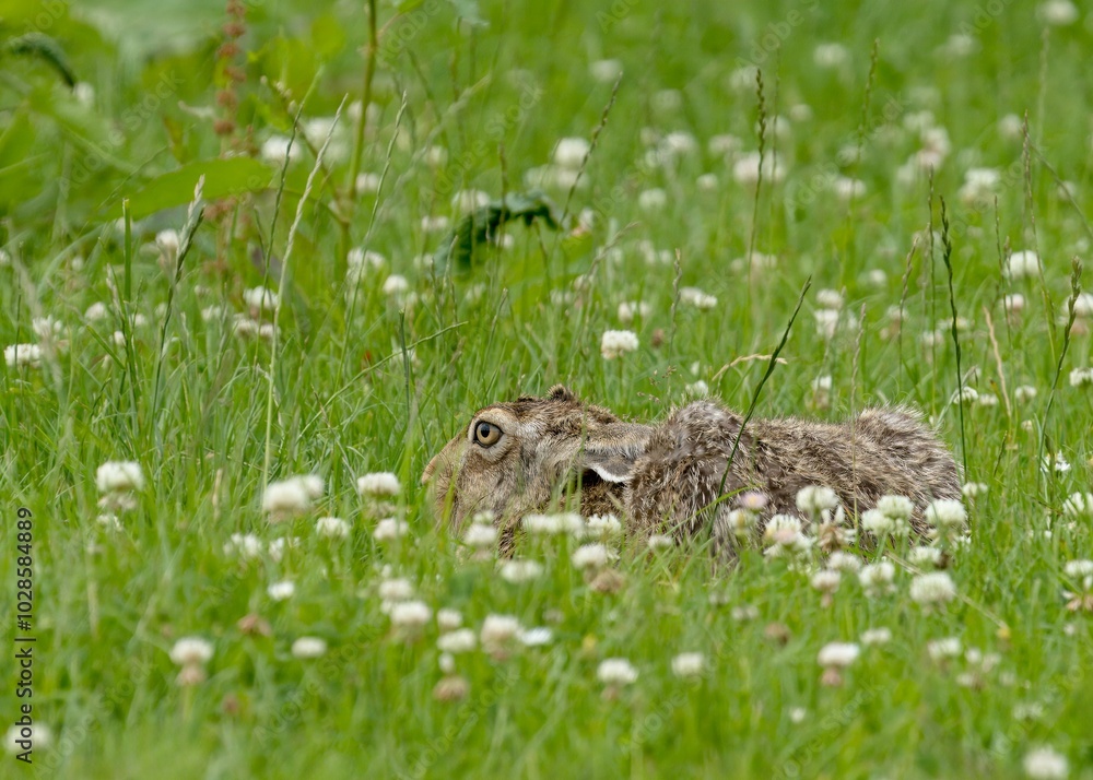 Brown hare camouflaged in green meadow Brown hare camouflaged in green meadow