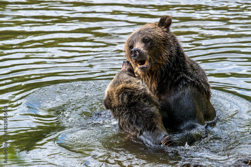 Brown bears playing in the water Brown bears playing in the water