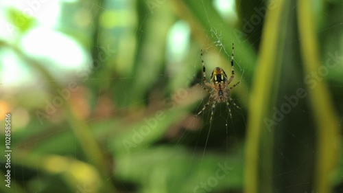 Wallpaper Mural Macro shot of a garden spider on web, against blur green background Torontodigital.ca