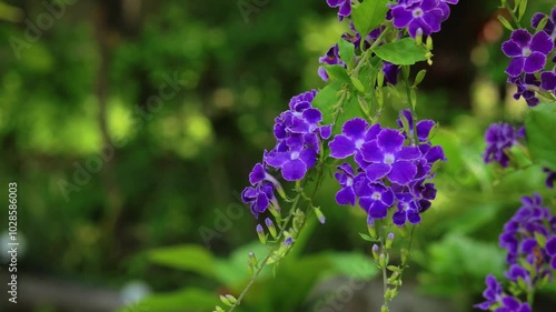 Closeup footage of plants with violet flowers against green blurred background