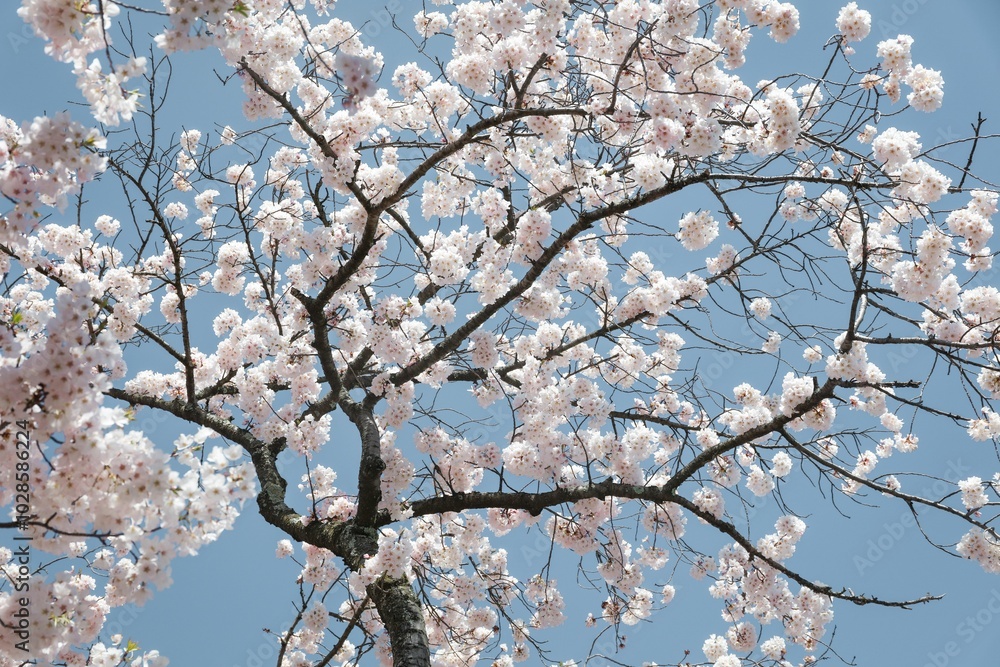 Cherry blossom tree in full bloom against a clear blue sky Cherry blossom tree in full bloom against a clear blue sky