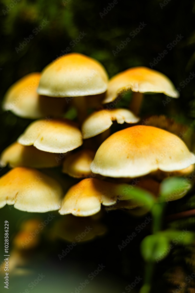 Close-up of a cluster of yellow mushrooms growing in a forest, displaying their vibrant caps Close-up of a cluster of yellow mushrooms growing in a forest, displaying their vibrant caps