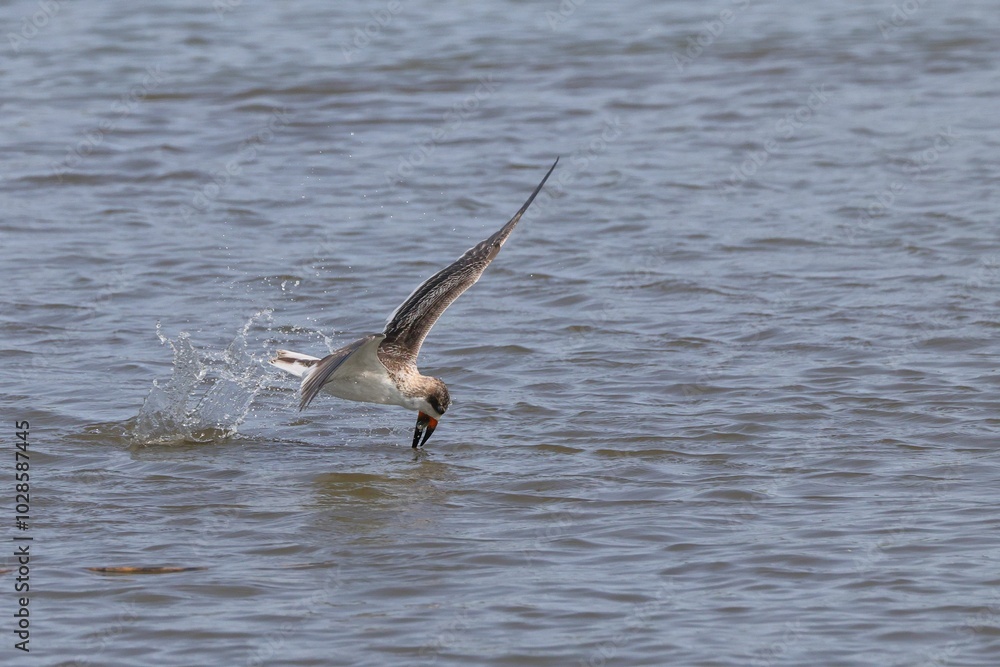 Fototapeta premium Bird skimming water surface and catching fish